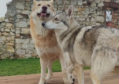 Cane lupo Sarloos - Lupi del cangrande