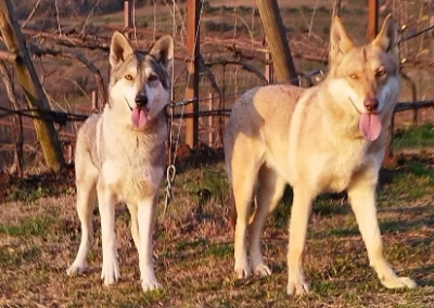 Wolf Saarloos Dog
