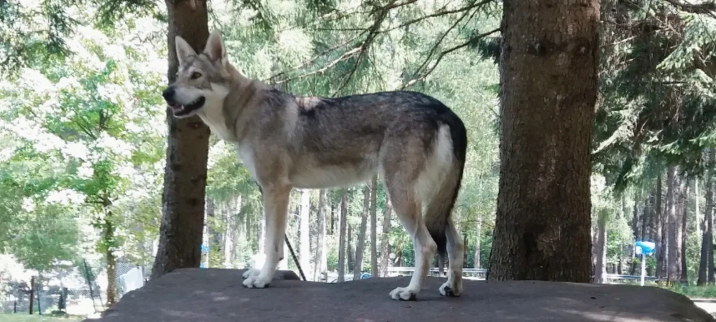 Lupo Saarlos